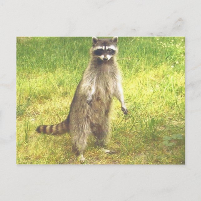 Cartão postal Raccoon (Frente)