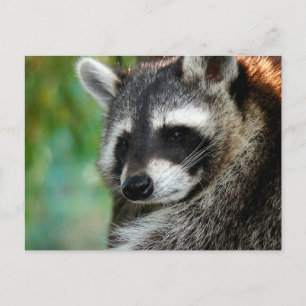 Cartão Postal Raccoon 001
