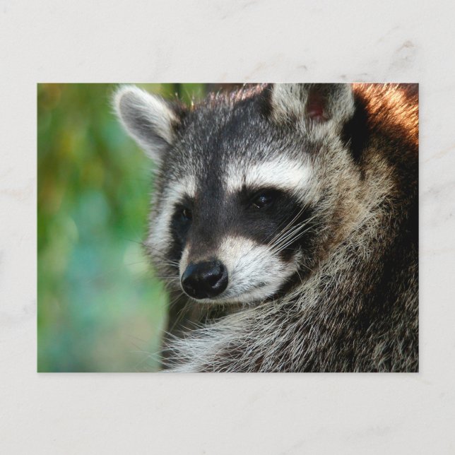 Cartão Postal Raccoon 001 (Frente)