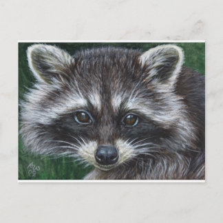 Cartão Postal Raccoon 3