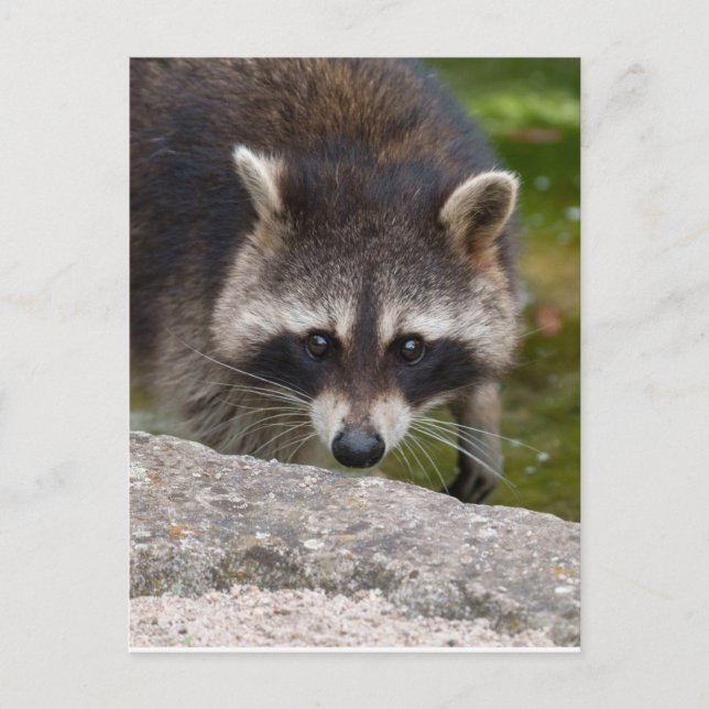 Cartão Postal Raccoon faz contato direto com os olhos (Frente)