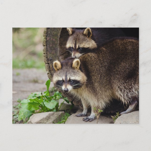 Cartão Postal Raccoon Madre Protetor Bebê (Frente)