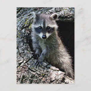 Cartão Postal Raccoon no Den