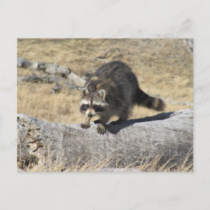 Cartão Postal Raccoon No Registro Da Árvore