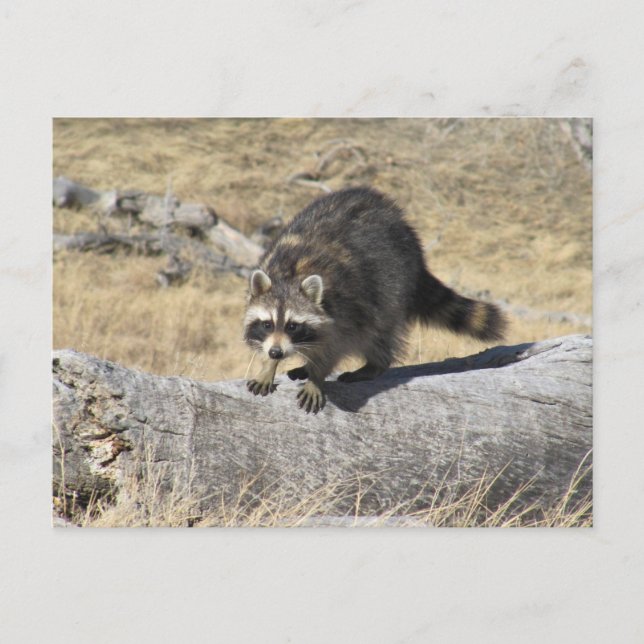 Cartão Postal Raccoon No Registro Da Árvore (Frente)