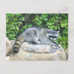 Cartão Postal Raccoon no rock Postcard