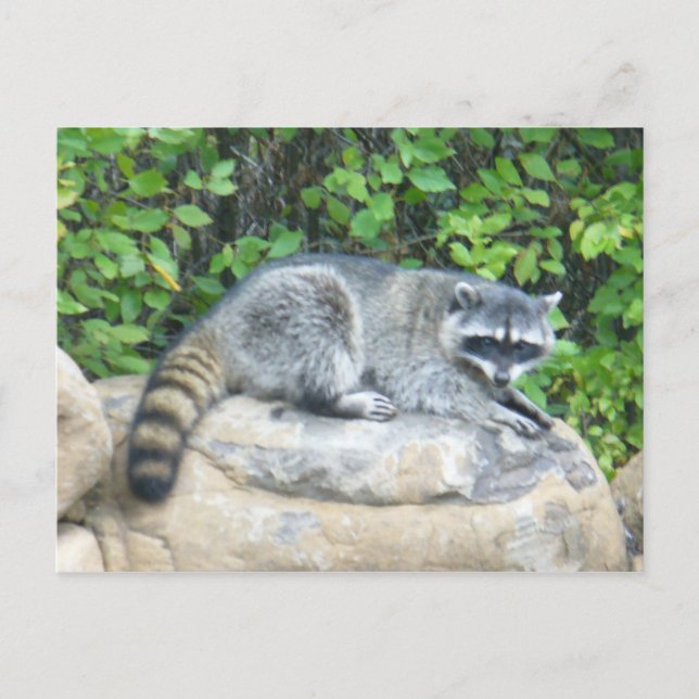 Cartão Postal Raccoon no rock Postcard (Frente)