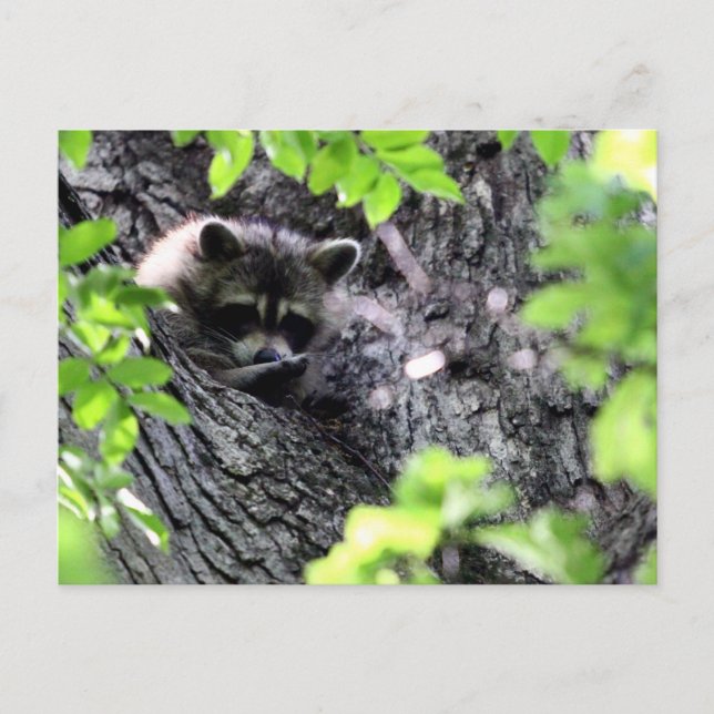 Cartão Postal Raccoon oculto (Frente)