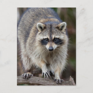 Cartão Postal Raccoon, Procyon lotor, Florida, USA 2