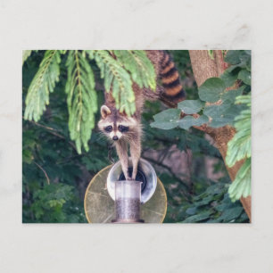 Cartão Postal Raccoon Raíndo o Alimentador de Aves