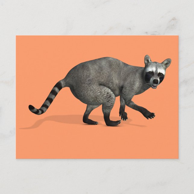 Cartão Postal Raccoon surpreso (Frente)
