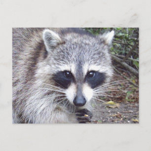 Cartão postal Raccoon Wildlife Series nº 8