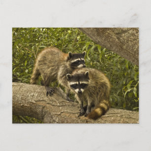 Cartão Postal Raccoons
