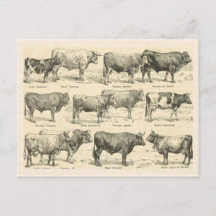 Cartão Postal Rações de bovinos, França, Várias raças 3