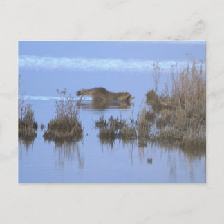Cartão Postal Racoon Swimming Photo Postcard