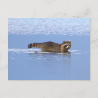 Cartão Postal Racoon Swimming Photo Postcard