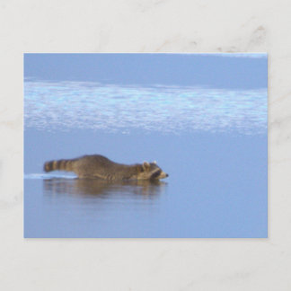Cartão Postal Racoon Swimming Photo Postcard