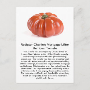 Cartão Postal Radiador Charlie - tomate da herança do elevador
