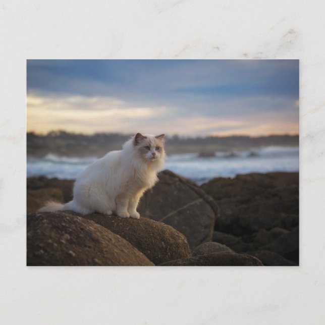 Cartão Postal Ragdoll Cat Na Praia (Frente)