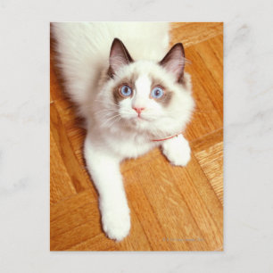 Cartão Postal Ragdoll cat no chão, vista elevada