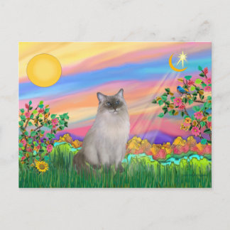 Cartão Postal Ragdoll Cat (Ponto Azul) - Estrela do Dia