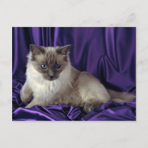 Cartão Postal Ragdoll, ponto azul