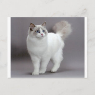 Cartão Postal Ragdoll Purfecção de Gato de Olhos Azuis