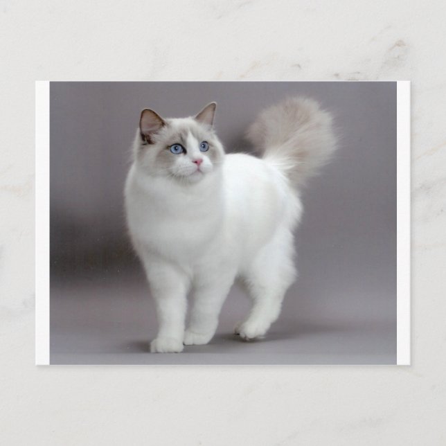 Cartão Postal Ragdoll Purfecção de Gato de Olhos Azuis (Frente)