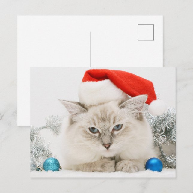 Cartão Postal Ragdoll Vestindo Santa Hat (Frente/Verso)