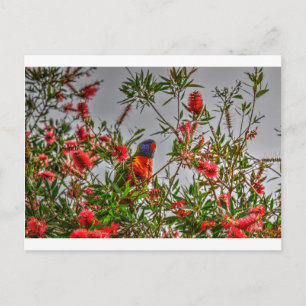 CARTÃO POSTAL RAINBOL LORIKEET NA QUEENSLAND RURAL AUSTRÁLIA