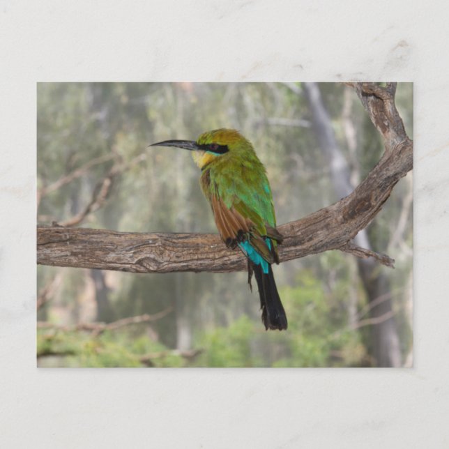 Cartão Postal Rainbow bee eater bird, Austrália (Frente)