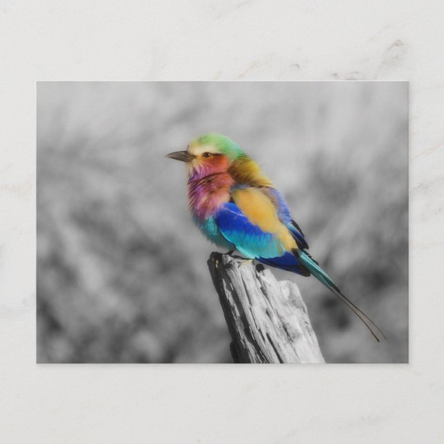 Cartão Postal Rainbow Bird (Frente)