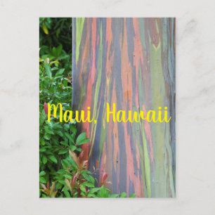 Cartão Postal Rainbow Eucalyptus Tree Maui, Havaí