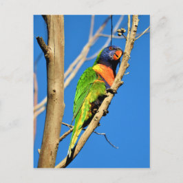Cartão Postal Rainbow Lorikeet