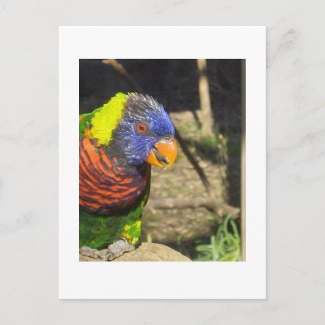 Cartão Postal Rainbow Lorikeet (Frente)