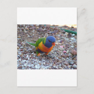 Cartão Postal Rainbow Lorikeet