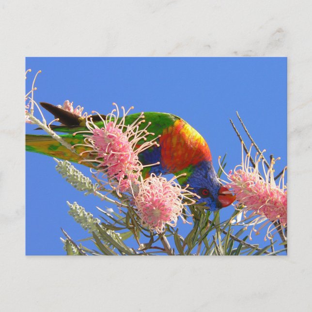 Cartão Postal Rainbow Lorikeet (Frente)