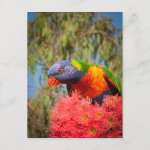 Cartão Postal Rainbow Lorikeet, Austrália
