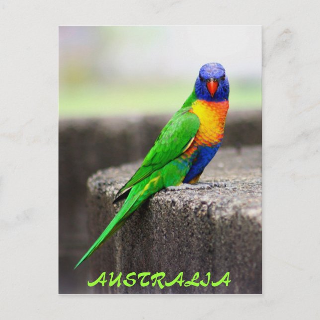 Cartão Postal Rainbow Lorikeet, AUSTRÁLIA (Frente)