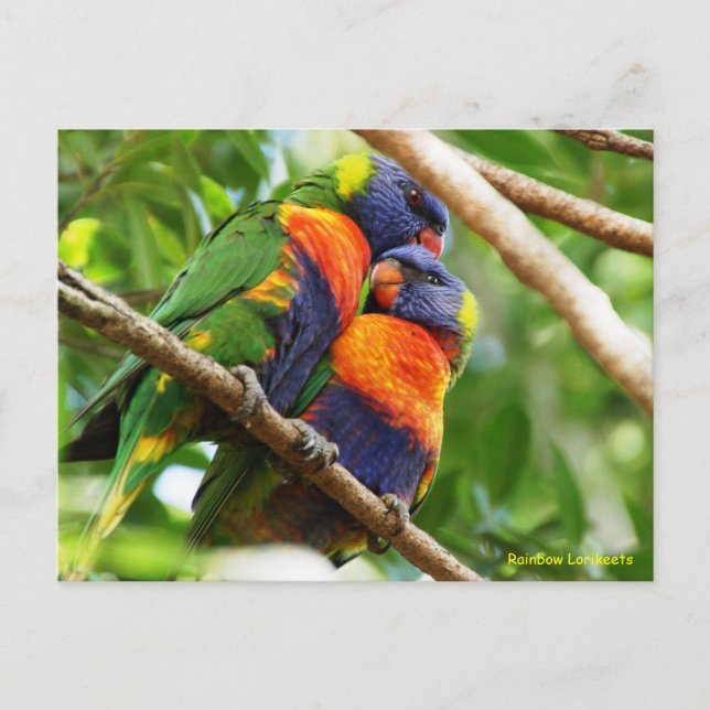 Cartão Postal Rainbow Lorikeets (Frente)