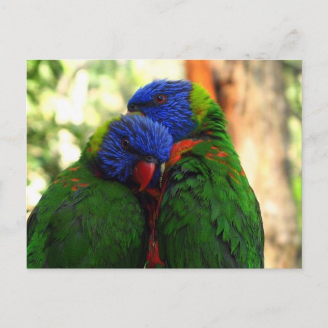 Cartão Postal Rainbow Lorikeets in Love Photo (Frente)