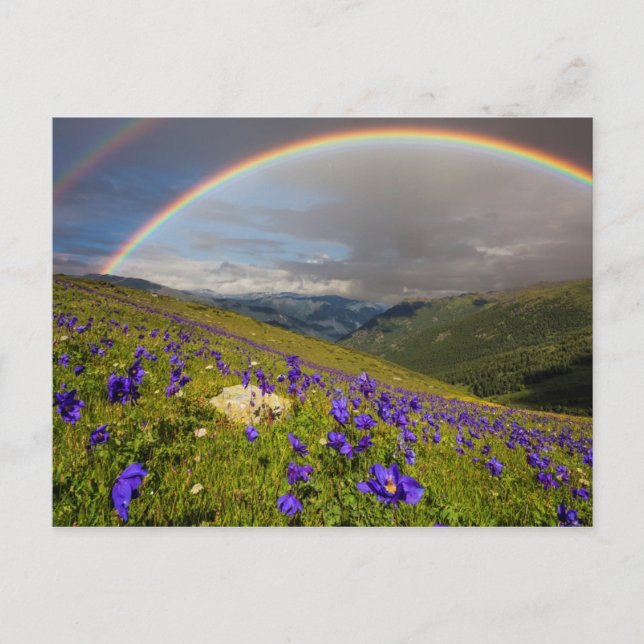 Cartão Postal Rainbow Over A Flowering Meadow (Frente)