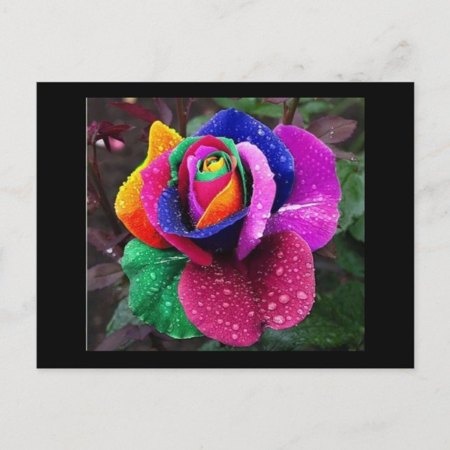 Cartão Postal Rainbow Rose (Frente)