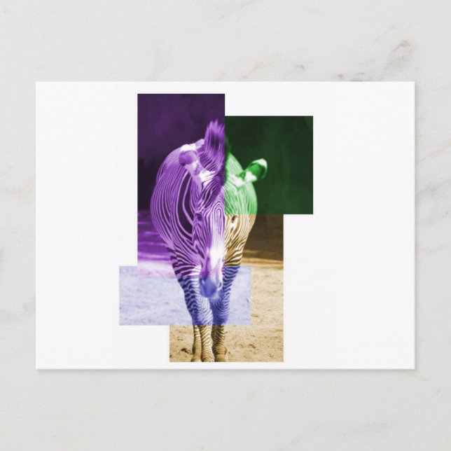 Cartão Postal Rainbow Zebra (Frente)