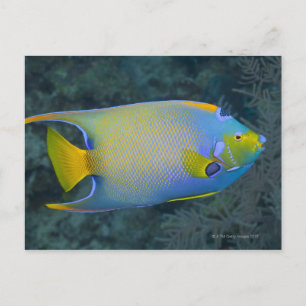 Cartão Postal Rainha Angelfish