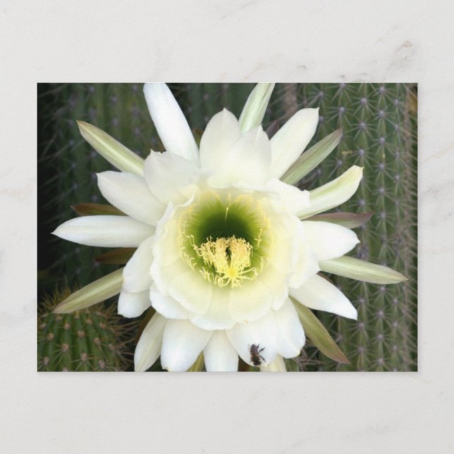 Cartão Postal Rainha Da Flor Noturna De Cactus, Região De Karoo (Frente)