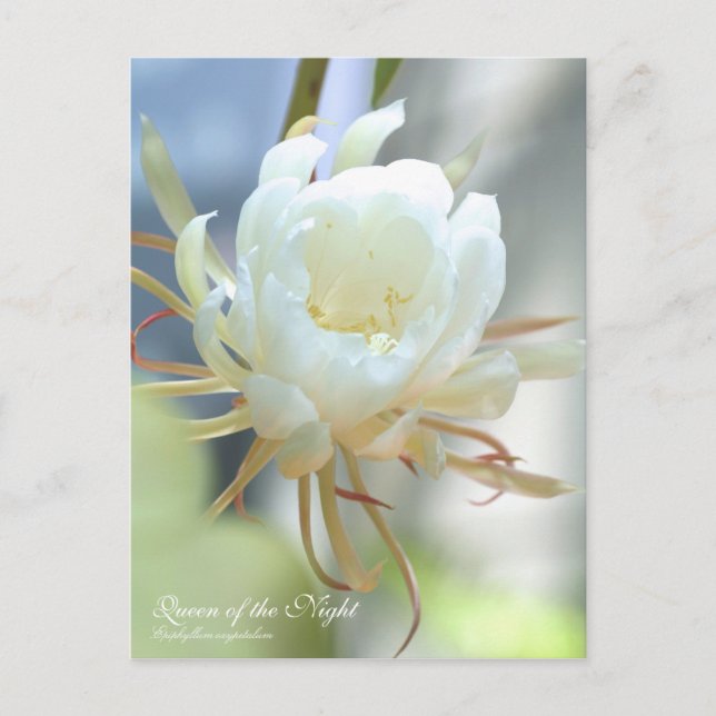 Cartão Postal Rainha da Noite: Cartão-postal (Frente)