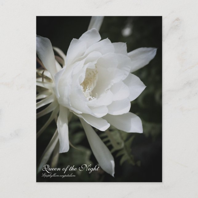 Cartão Postal Rainha da Noite: Cartão-postal (Frente)