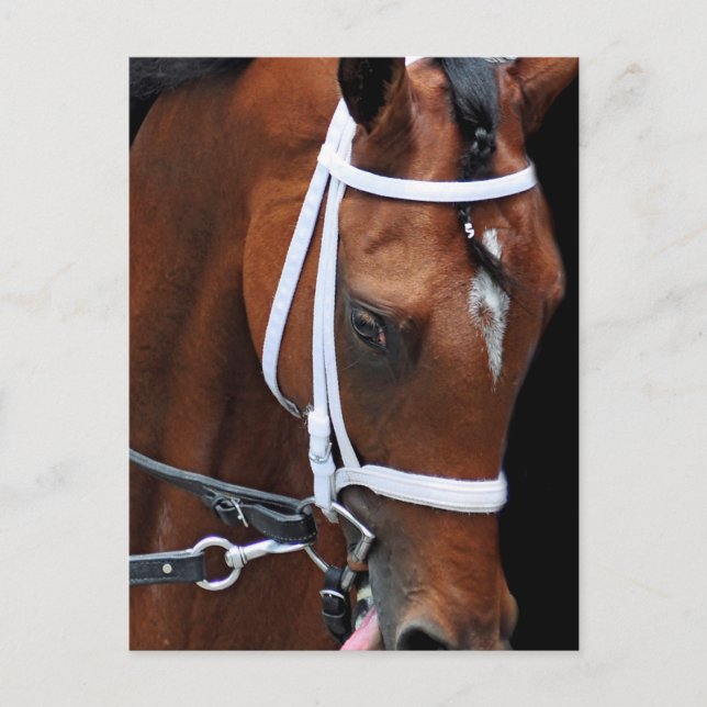 Cartão Postal Rainha de Kitten pela Alegria de Kitten (Frente)