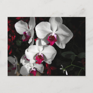 Cartão Postal Rainha Orquídea